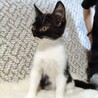 面白くて陽キャな子猫＊ミンミン サムネイル4