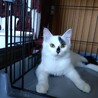 ふわふわ半長毛3兄妹のパピコ サムネイル2