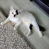 ふわふわ半長毛3兄妹のパピコ サムネイル3