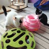 ふわふわ半長毛3兄妹のパピコ サムネイル4