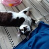 ふわふわ半長毛3兄妹のオレオ サムネイル2