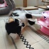 ふわふわ半長毛3兄妹のオレオ サムネイル4