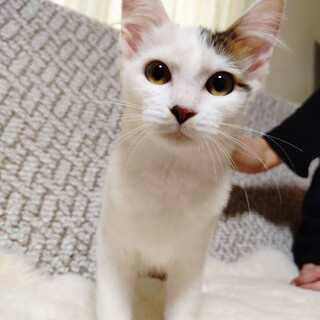 ふわふわ半長毛3姉妹のトッポ＊4か月