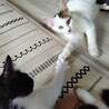 ふわふわ半長毛3兄妹のトッポ サムネイル2