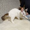 ふわふわ半長毛3兄妹のトッポ サムネイル3