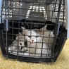 ふわふわ半長毛3兄妹のトッポ サムネイル5
