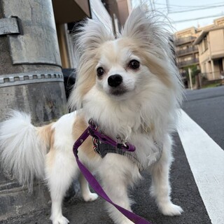 伸びしろいっぱいザ・チワワの女の子青葉ちゃん