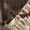 お利口さんで控えめな女の子❤️るい サムネイル3