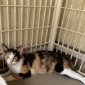 小柄な三毛猫さん