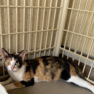 小柄な三毛猫さん