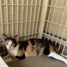 小柄な三毛猫さん サムネイル2