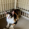 小柄な三毛猫さん サムネイル3