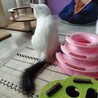 ふわふわ半長毛3兄妹のパピコ サムネイル7