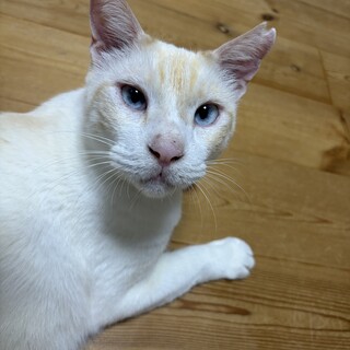 甘えん坊のかわいいササ君（笹かま猫）です！