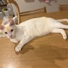 甘えん坊のかわいいササ君（笹かま猫）です！ サムネイル3