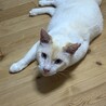 甘えん坊のかわいいササ君（笹かま猫）です！ サムネイル4