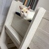 甘えん坊のかわいいササ君（笹かま猫）です！ サムネイル6