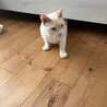 甘えん坊のかわいいササ君（笹かま猫）です！ サムネイル7