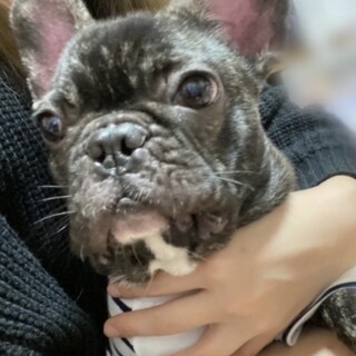 急募 フレンチブルドッグ 雄 6歳