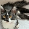 半長毛系ハンディがあっても猛ダッシュ❤️つむぎ サムネイル2