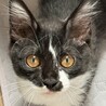 半長毛系ハンディがあっても猛ダッシュ❤️つむぎ サムネイル3