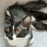 半長毛系ハンディがあっても猛ダッシュ❤️つむぎ サムネイル4
