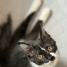 半長毛系ハンディがあっても猛ダッシュ❤️つむぎ サムネイル5