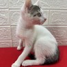 いってらっしゃい！留守番は任せろ❤テンテン サムネイル5