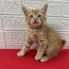 茶トラ長毛2か月半！待ち受けにしたくなる❤福ちゃん サムネイル2