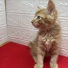 茶トラ長毛2か月半！待ち受けにしたくなる❤福ちゃん サムネイル3