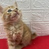 茶トラ長毛2か月半！待ち受けにしたくなる❤福ちゃん サムネイル6