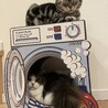 らんも