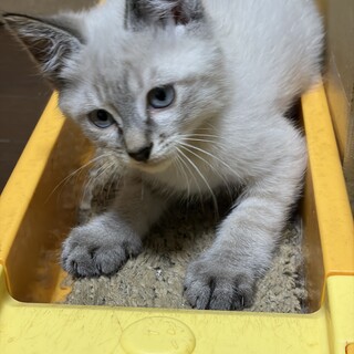 生後3ヶ月の仔猫の里親募集