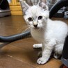 生後3ヶ月の仔猫の里親募集 サムネイル2