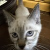 生後3ヶ月の仔猫の里親募集 サムネイル3