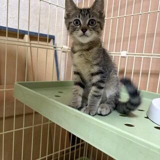 保護猫が産んだ生後3ヶ月の仔猫