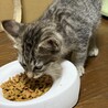 保護猫が産んだ生後3ヶ月の仔猫 サムネイル2