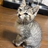 保護猫が産んだ生後3ヶ月の仔猫 サムネイル3