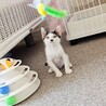 ★三宮譲渡会8/9(日)参加★ サムネイル3