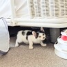 ★三宮譲渡会8/9(日)参加★ サムネイル4
