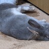 ホーランド・ロップ  ミニウサギ サムネイル3