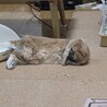 ホーランド・ロップ  ミニウサギ サムネイル4