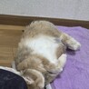 ホーランド・ロップ  ミニウサギ サムネイル5