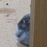 ホーランド・ロップ  ミニウサギ サムネイル6