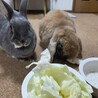 ホーランド・ロップ  ミニウサギ サムネイル7