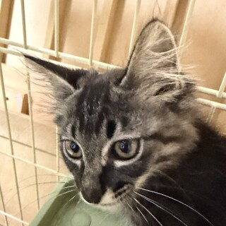 洋猫の血が混じってそうな生後3ヶ月の仔猫