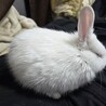 りうが