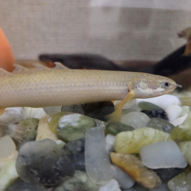 りうがのカバー写真