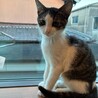 8/16ドン・キホーテ譲渡会参加キジ白兄弟子猫♂ サムネイル3