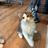 8/16ドン・キホーテ譲渡会参加キジ白兄弟子猫♂ サムネイル5